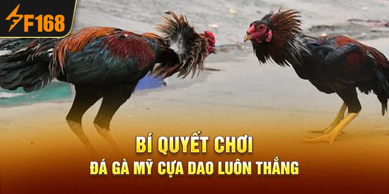 Bí quyết chơi đá gà Mỹ cựa dao luôn thắng