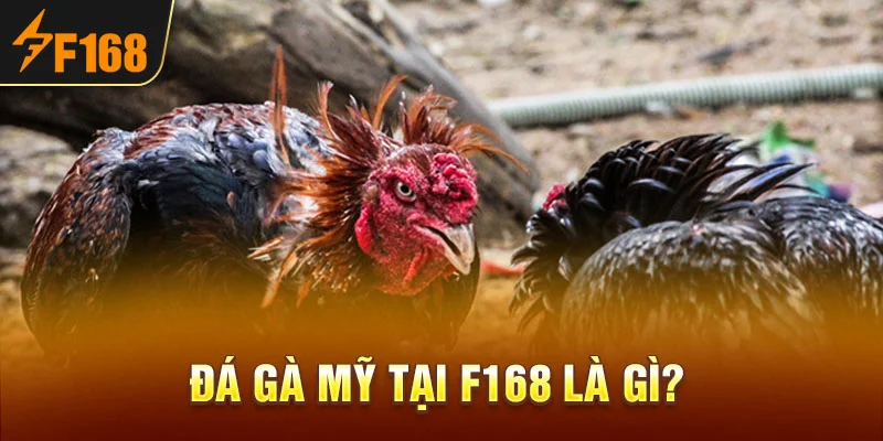 Đá gà Mỹ tại F168 là gì?
