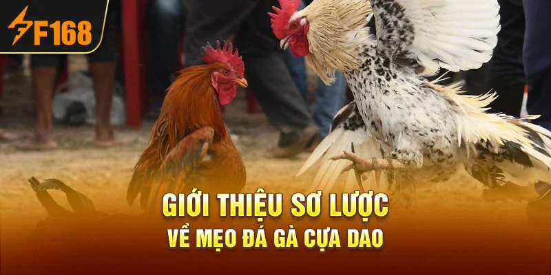 Giới thiệu sơ lược về mẹo đá gà cựa dao