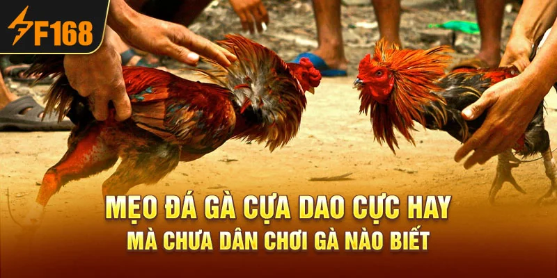 Mẹo Đá Gà Cựa Dao Cực Hay Mà Chưa Dân Chơi Gà Nào Biết