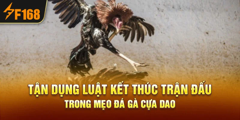 Tận dụng luật kết thúc trận đấu trong mẹo đá gà cựa dao