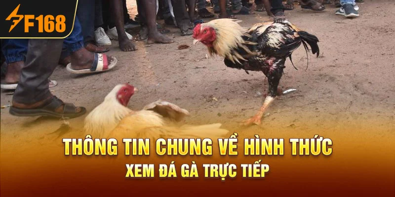 Thông tin chung về hình thức xem đá gà trực tiếp