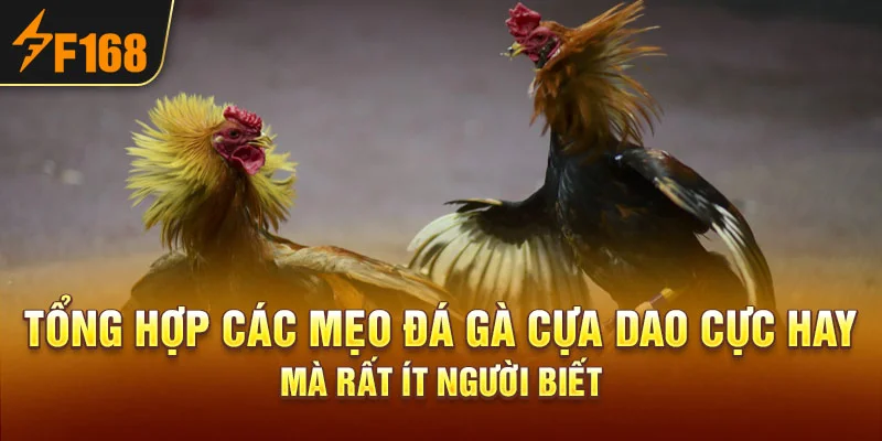 Tổng hợp các mẹo đá gà cựa dao cực hay mà rất ít người biết